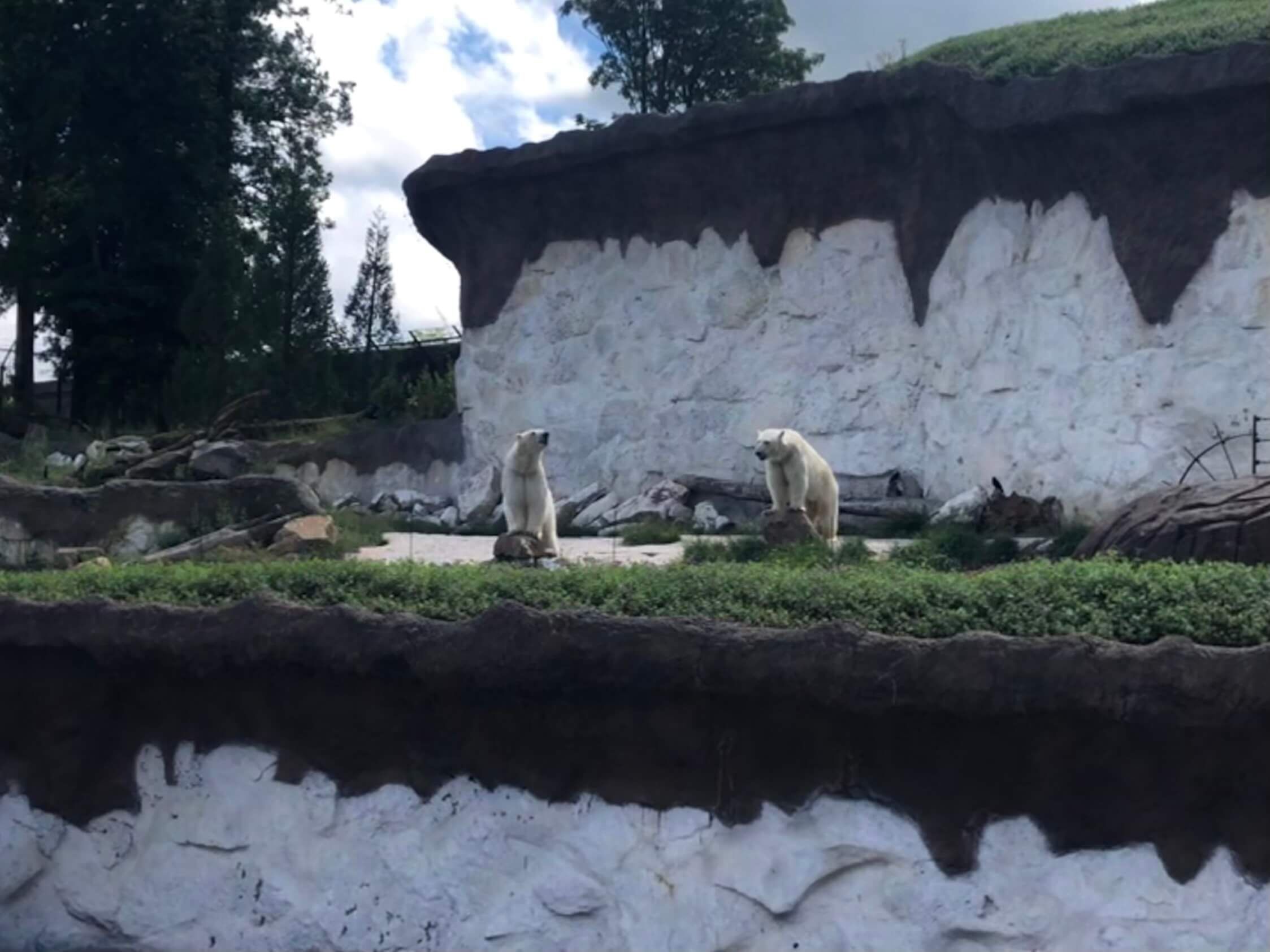Besuch im Zoo Pairi Daiza - Eisbären