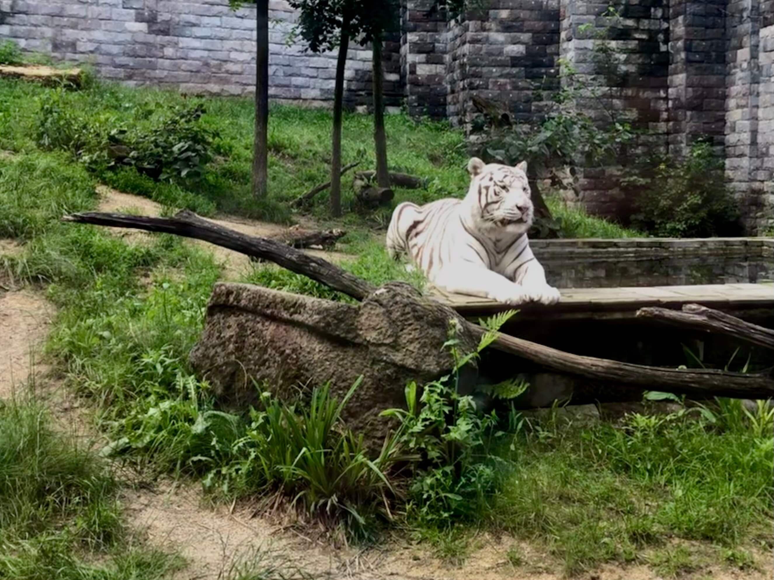 Besuch im Zoo Pairi Daiza - Tieger