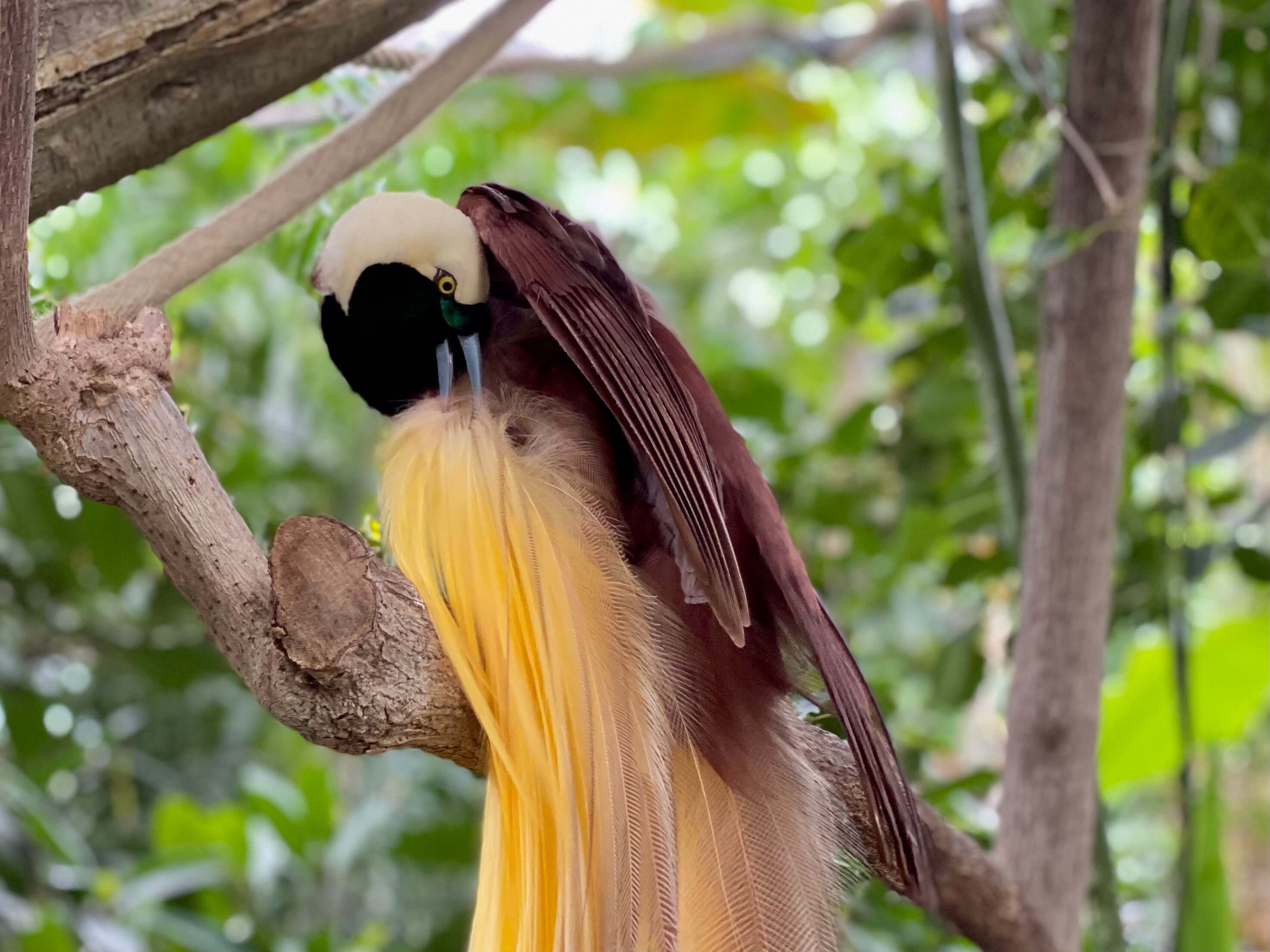 Besuch im Zoo Pairi Daiza - Vogel