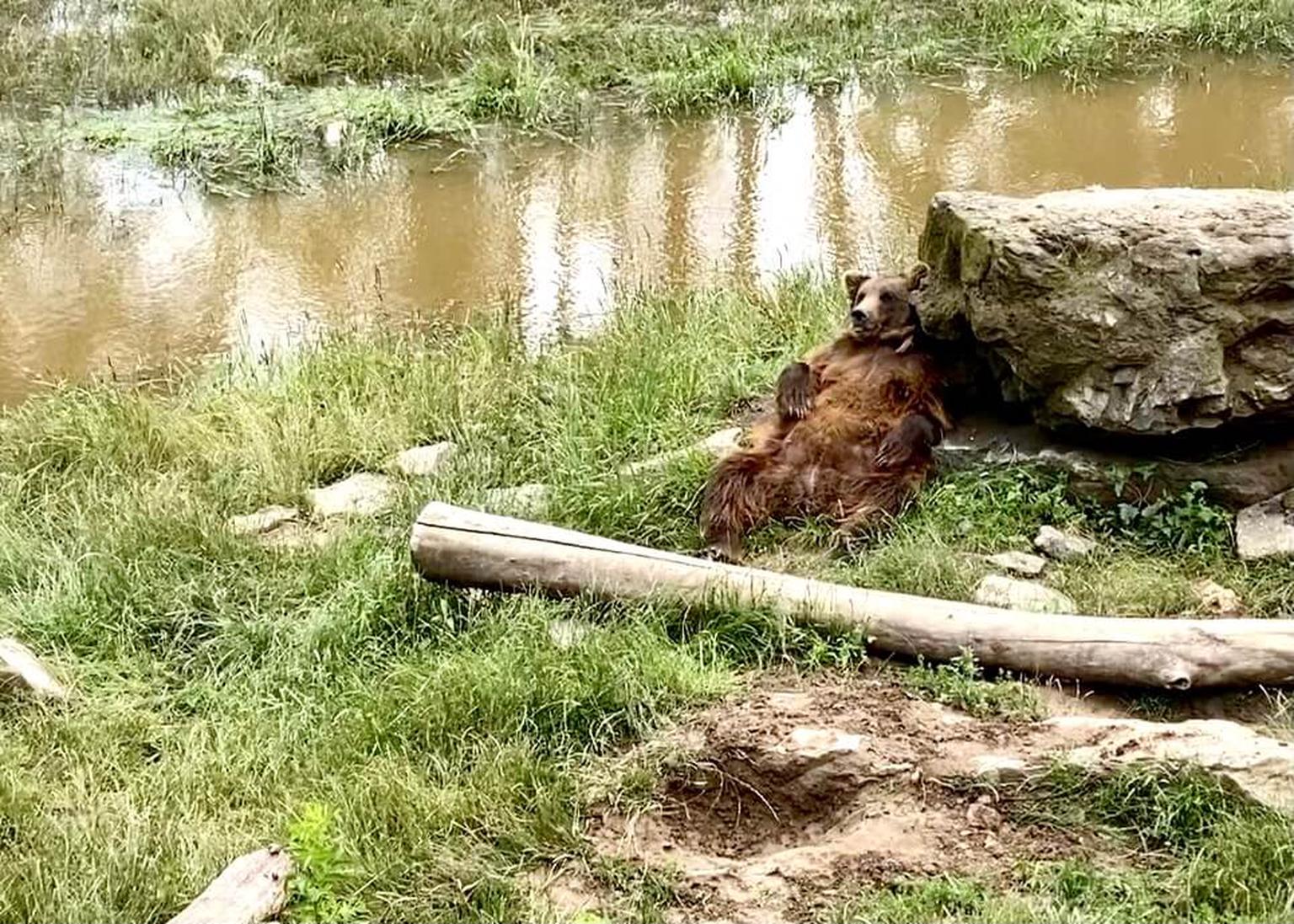 Besuch im Zoo Pairi Daiza - Bär