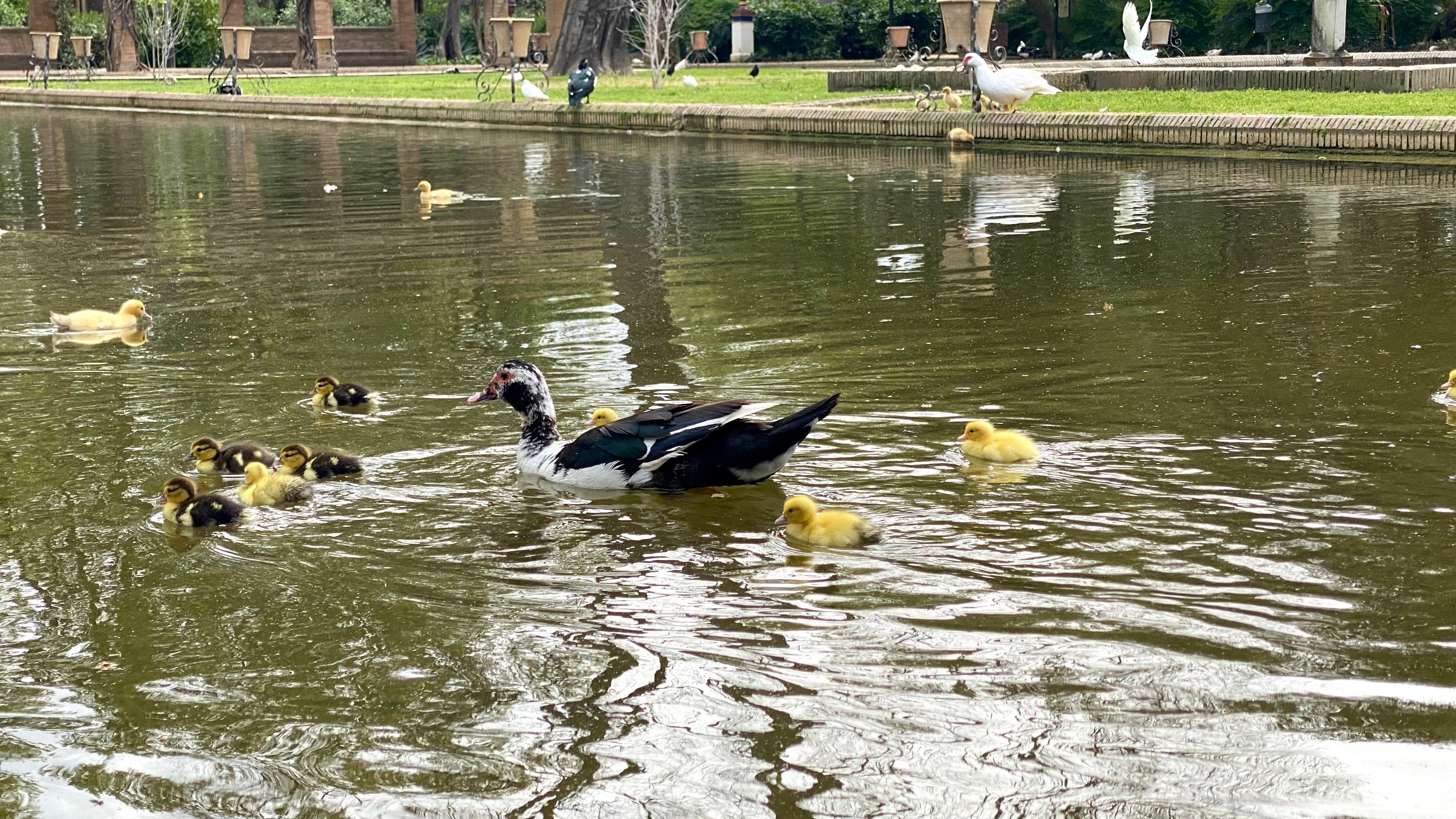 Enten im Parque de Maria Luisa