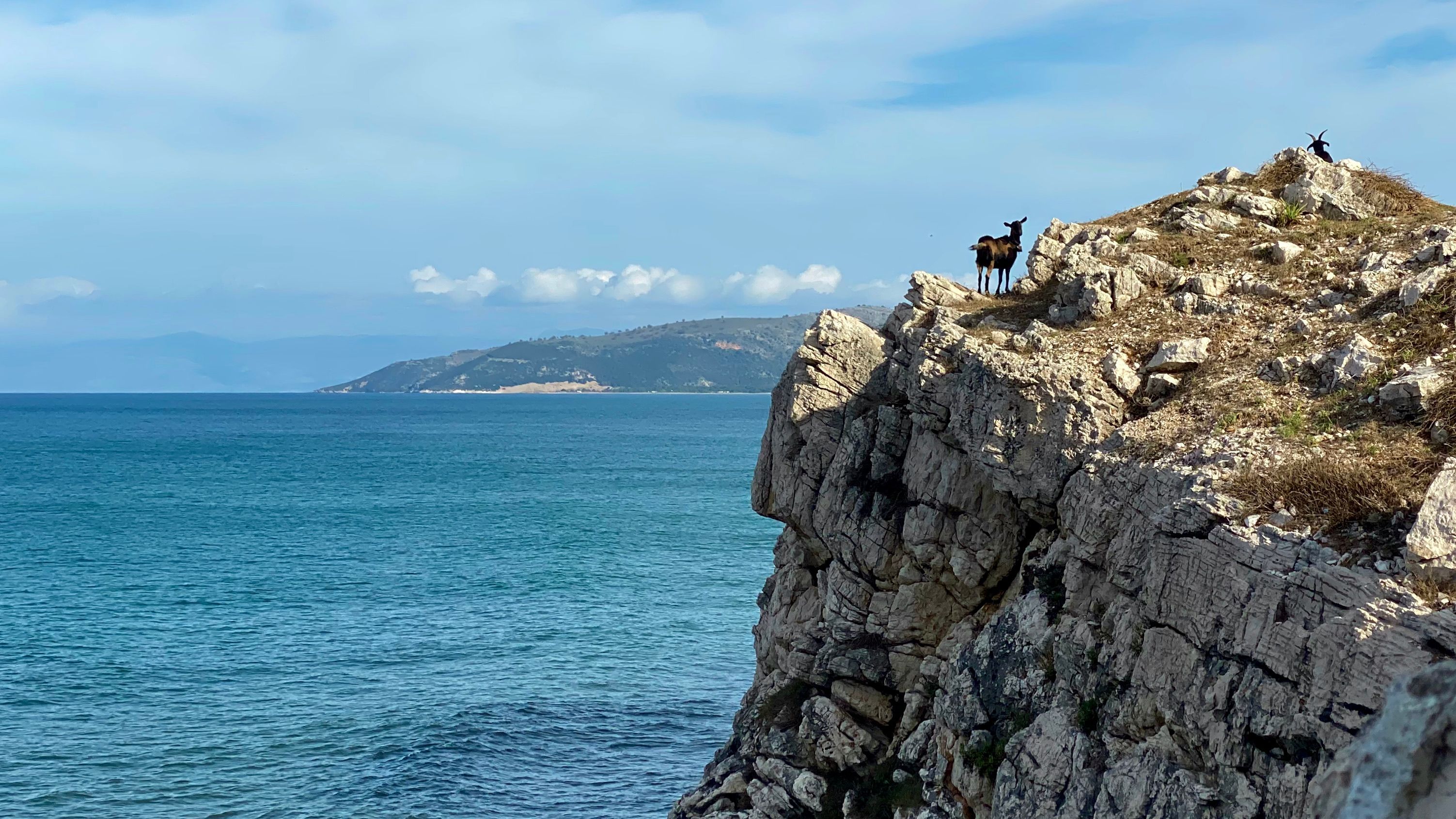 Bergziege aus Griechenland 🇬🇷