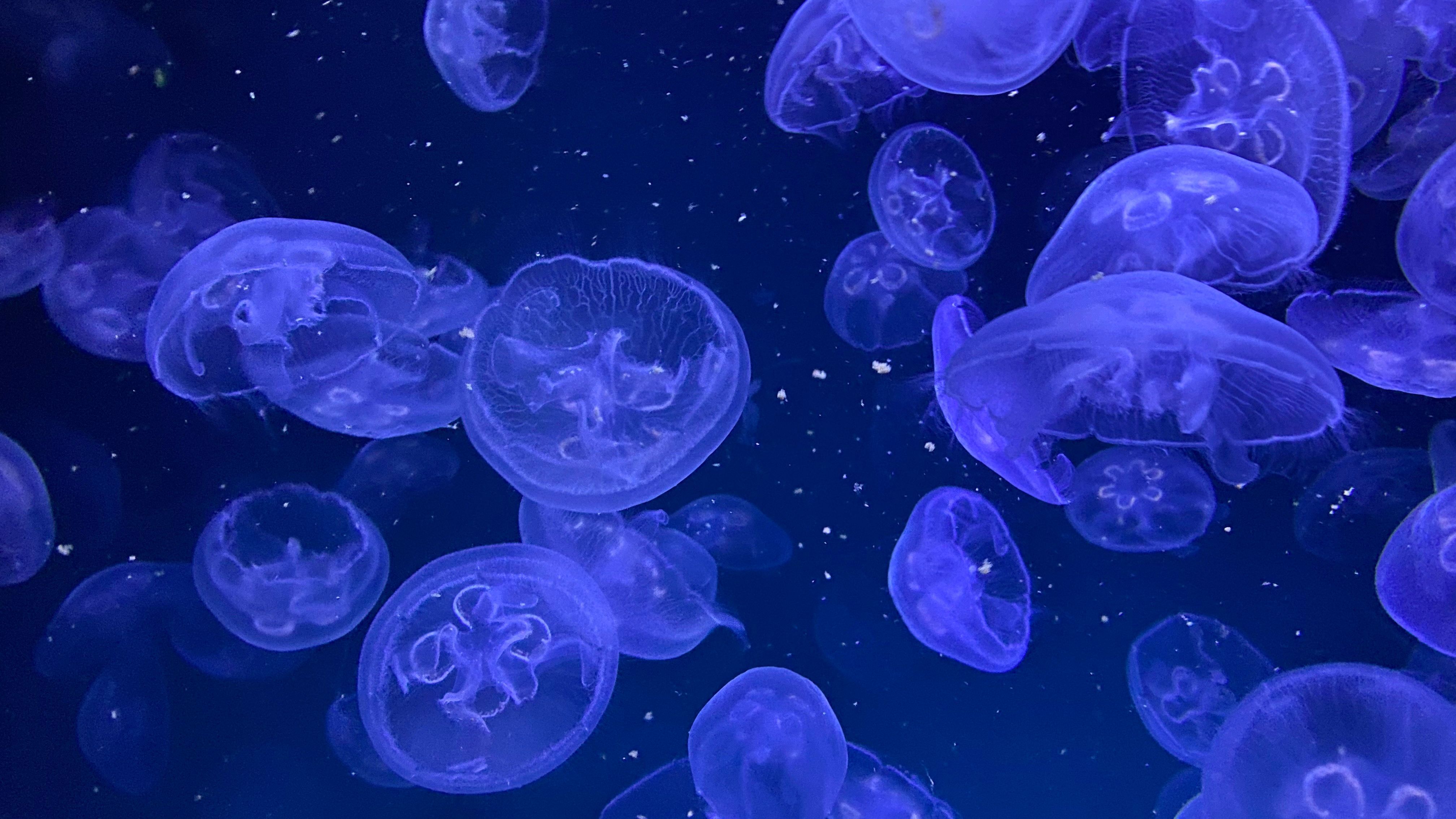 Ozeaneum in Stralsund