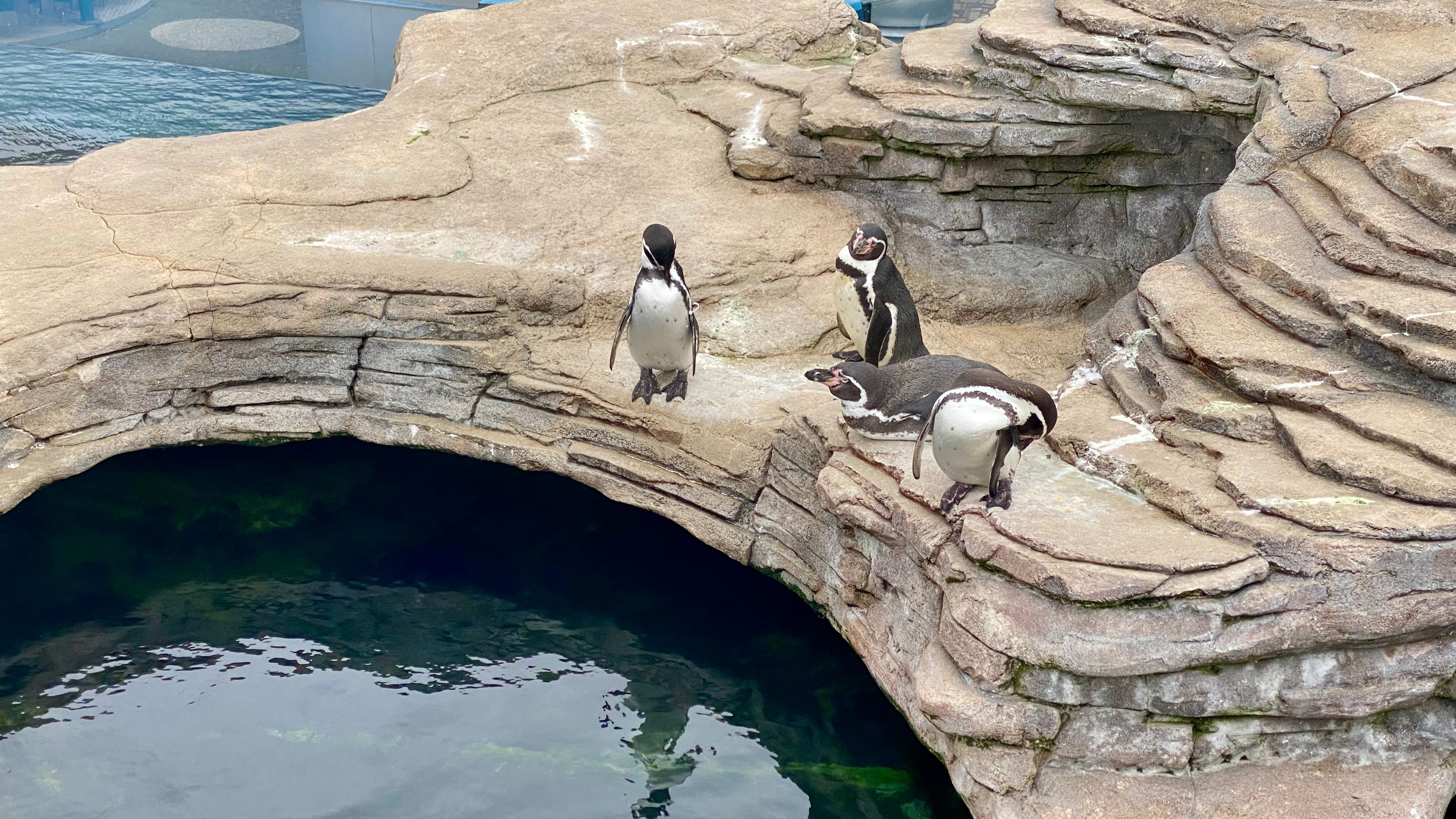 Ozeaneum in Stralsund