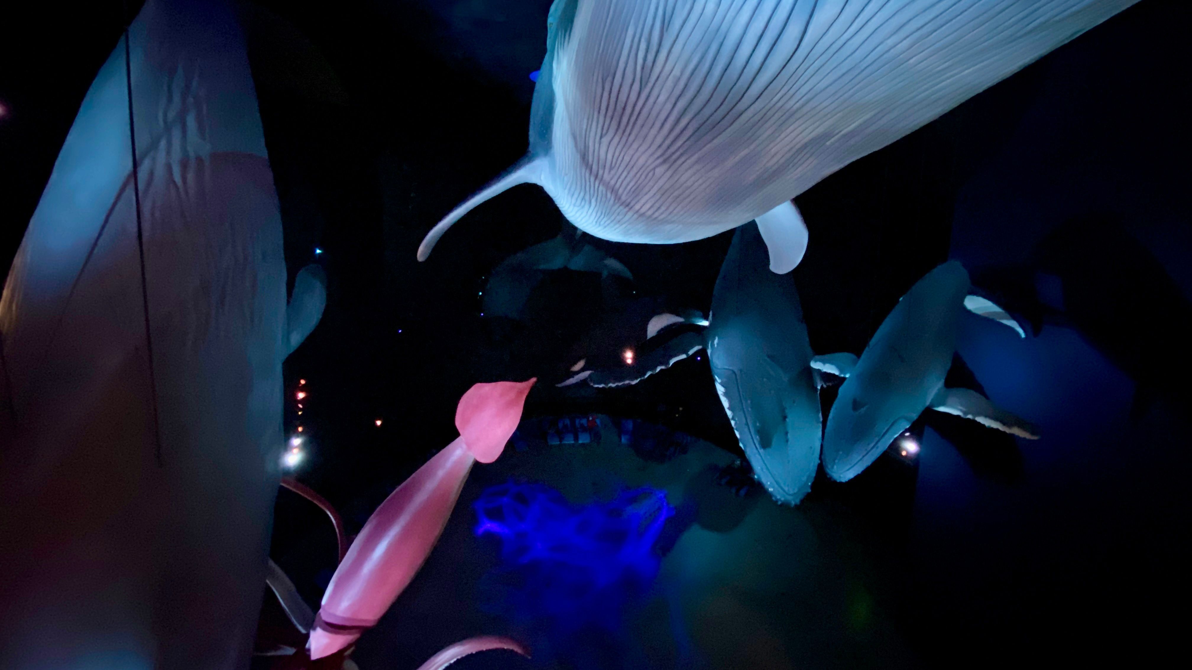 Ozeaneum in Stralsund