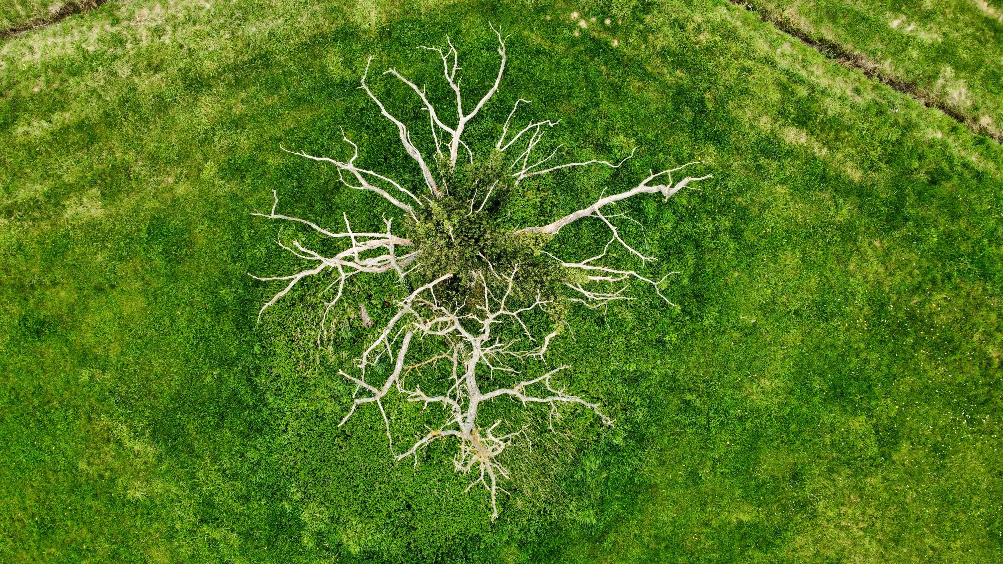 Baum