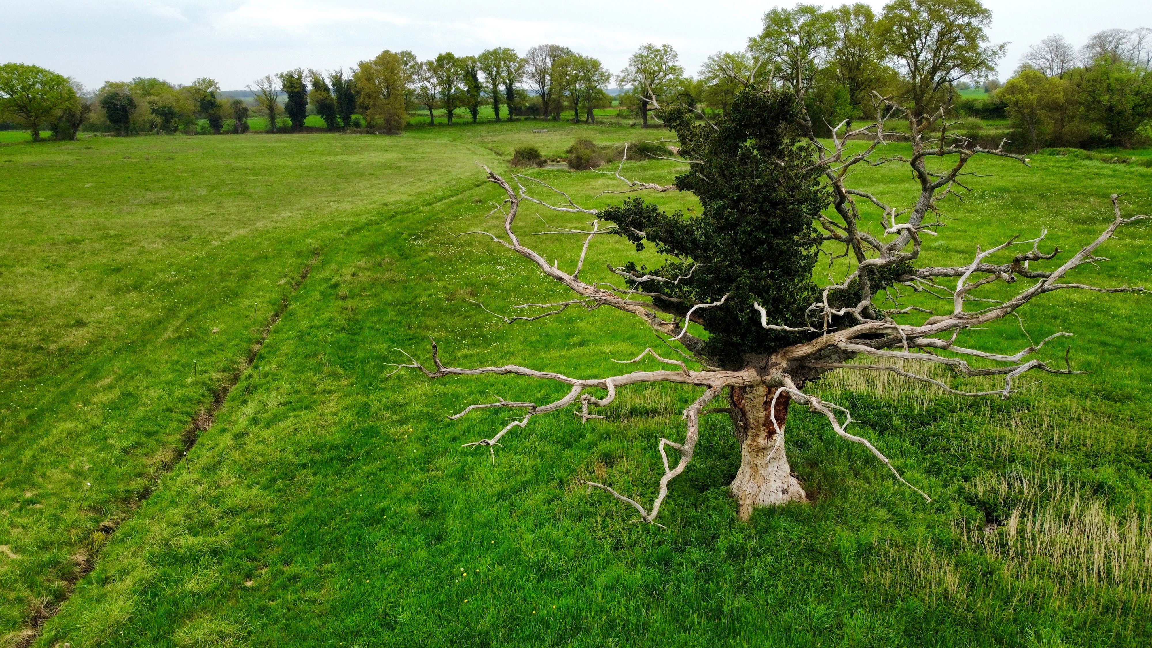 Baum
