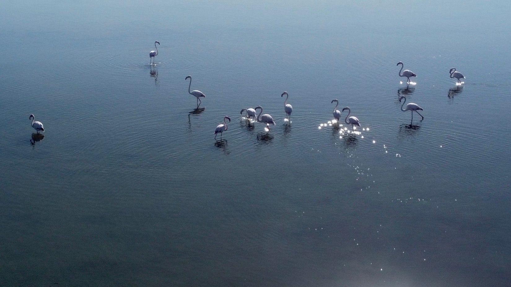 Flamingos auf den Weg nach Lefkada