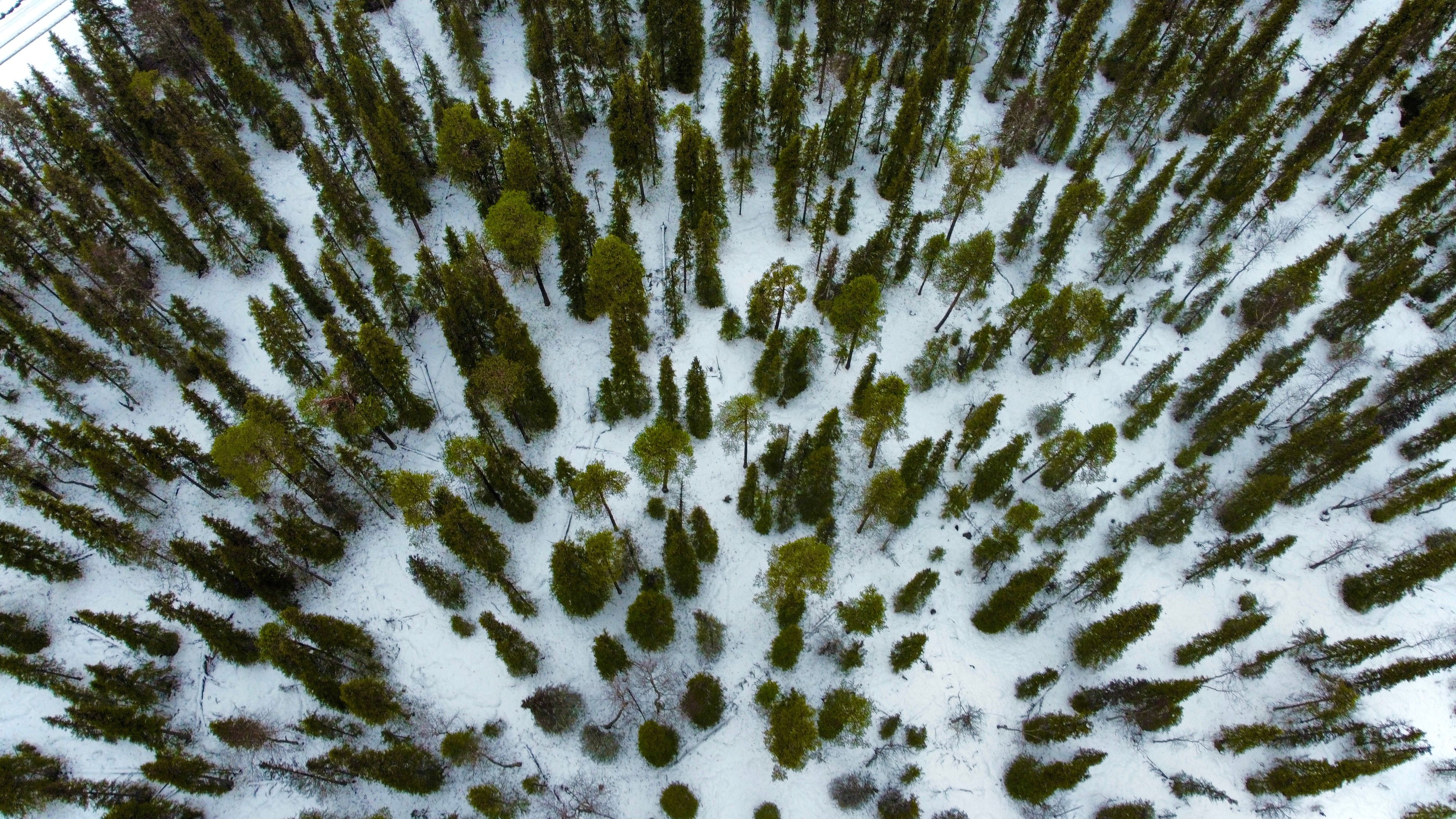 Finnland - Bäume
