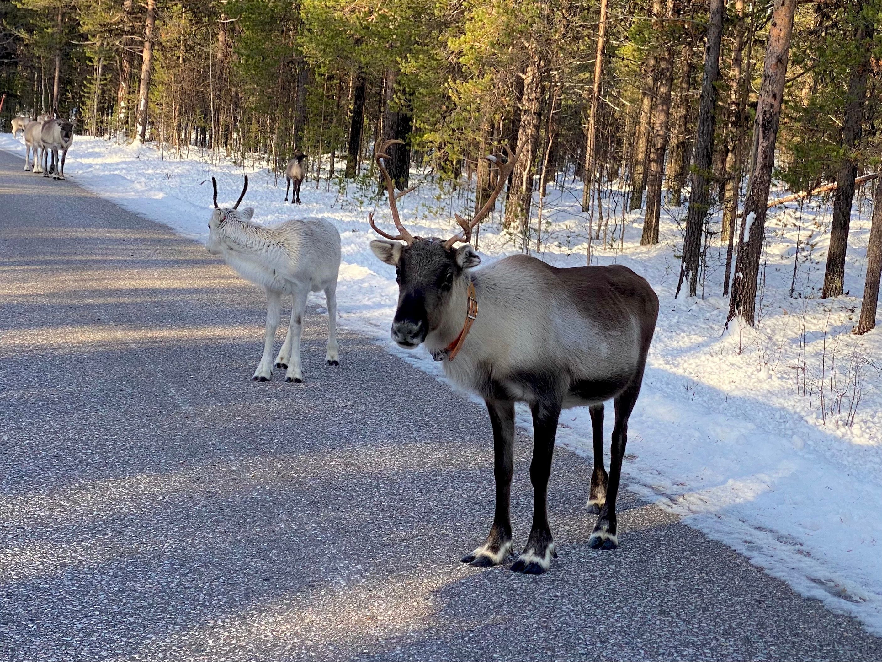 Finnland - Rentiere