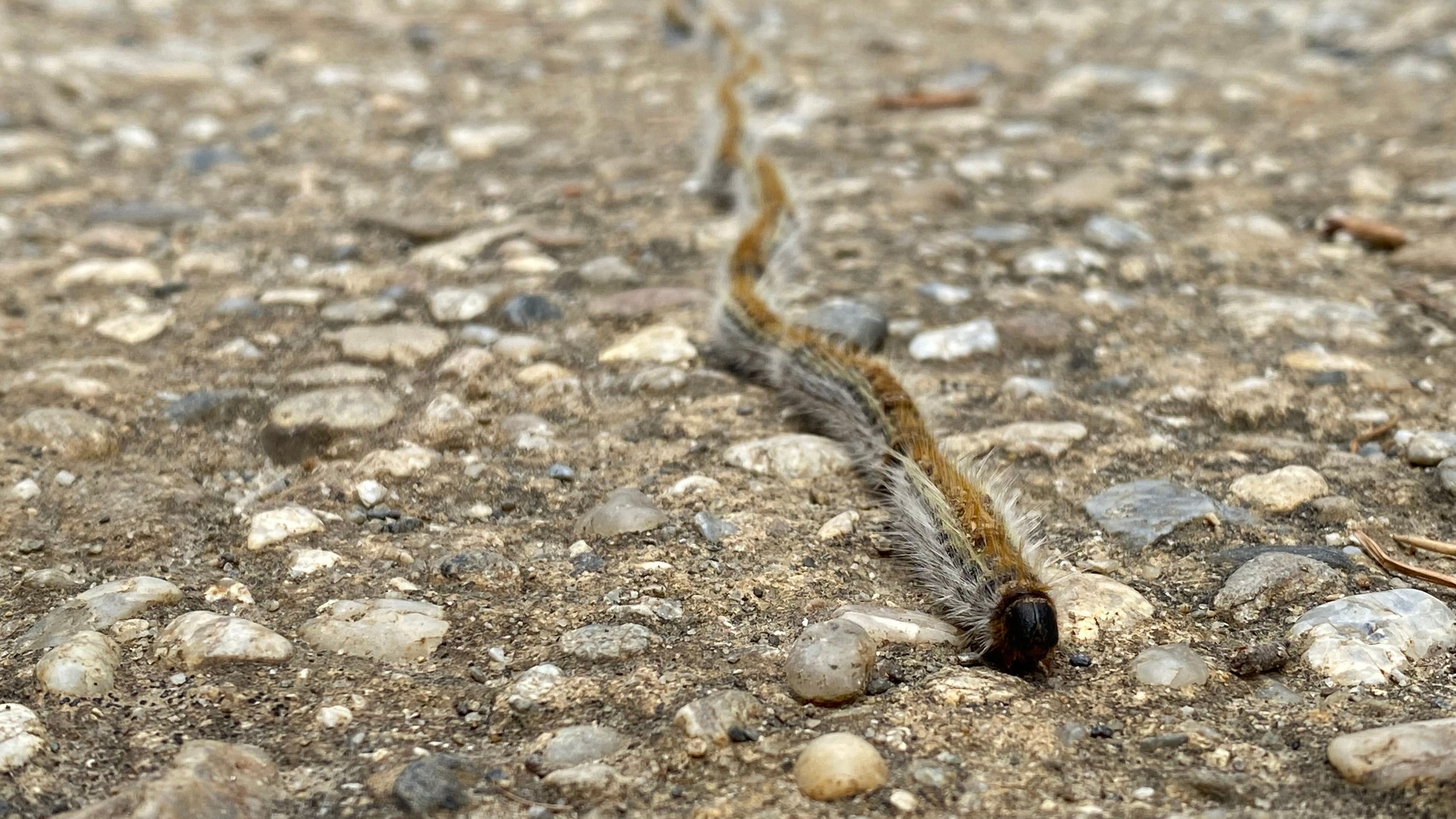 Wunderwerk Natur - Raupenreihe
