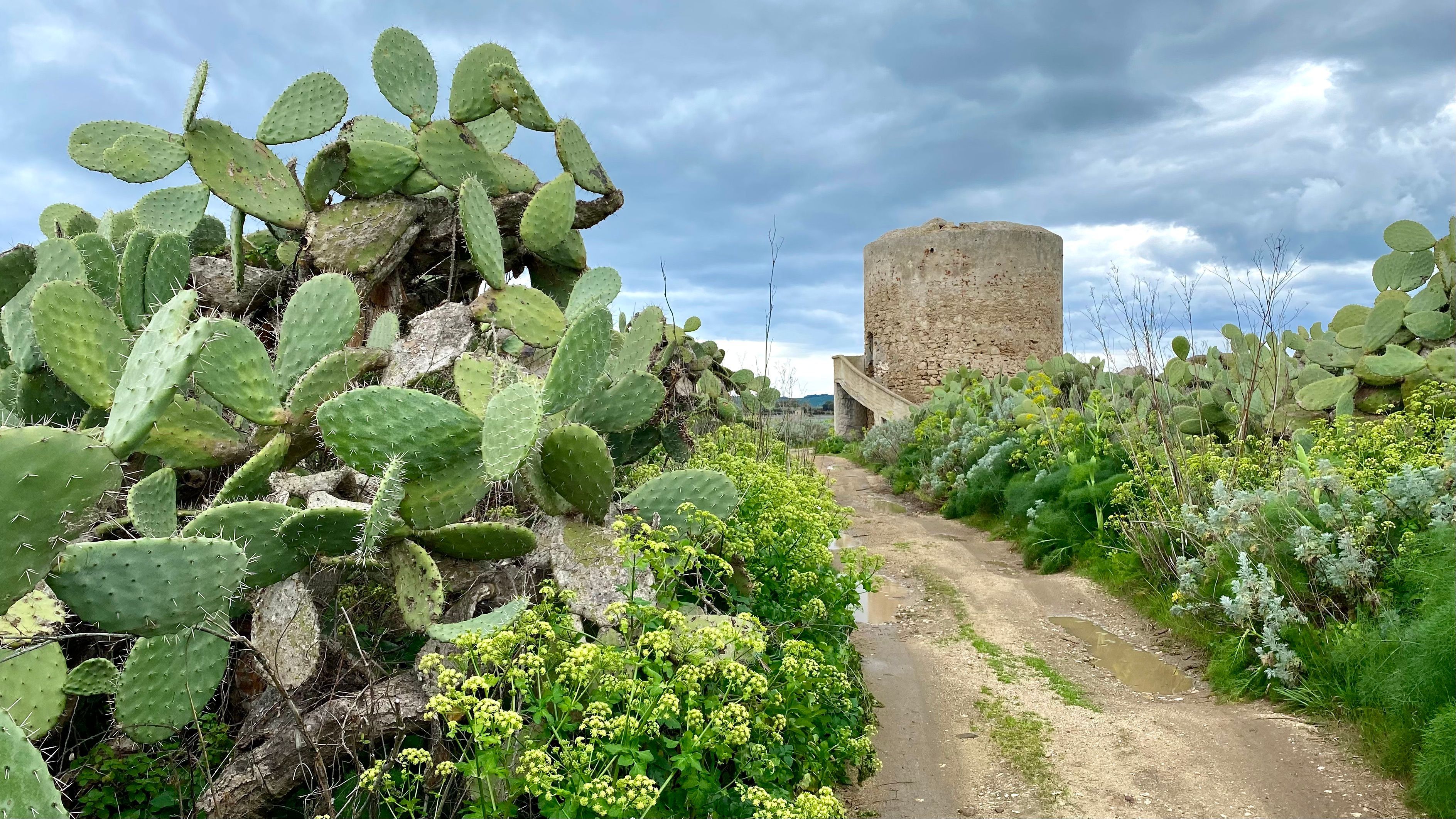 Cabras Sardinien