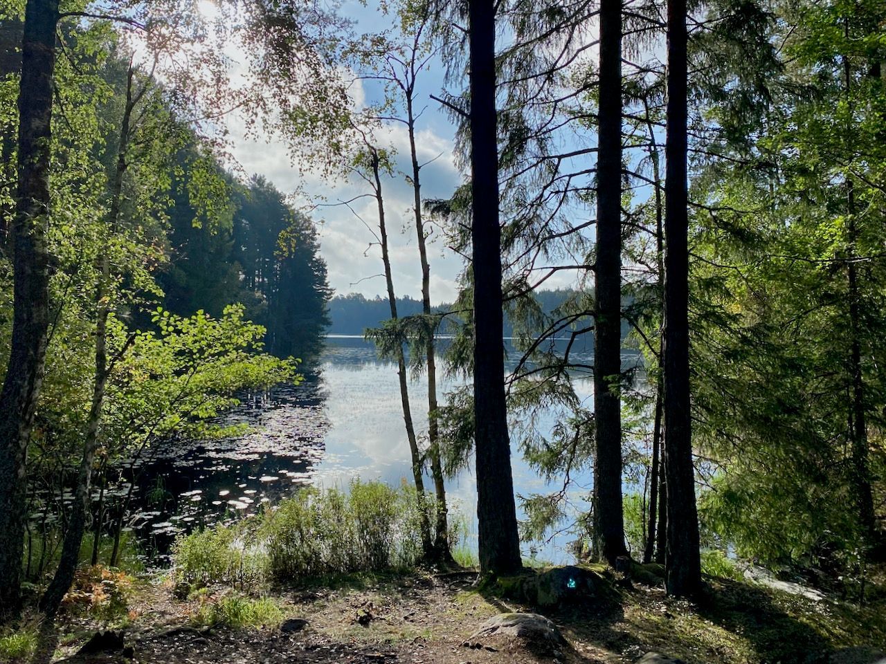 Schweden Wald
