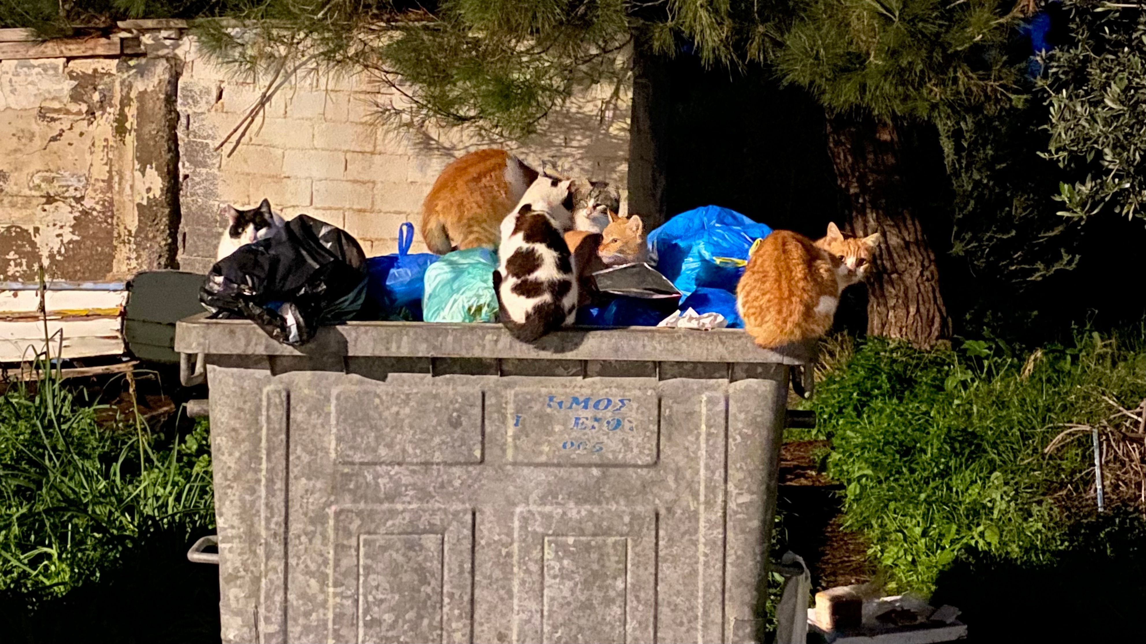 Billi the cat oder doch nur ein paar Streuner?