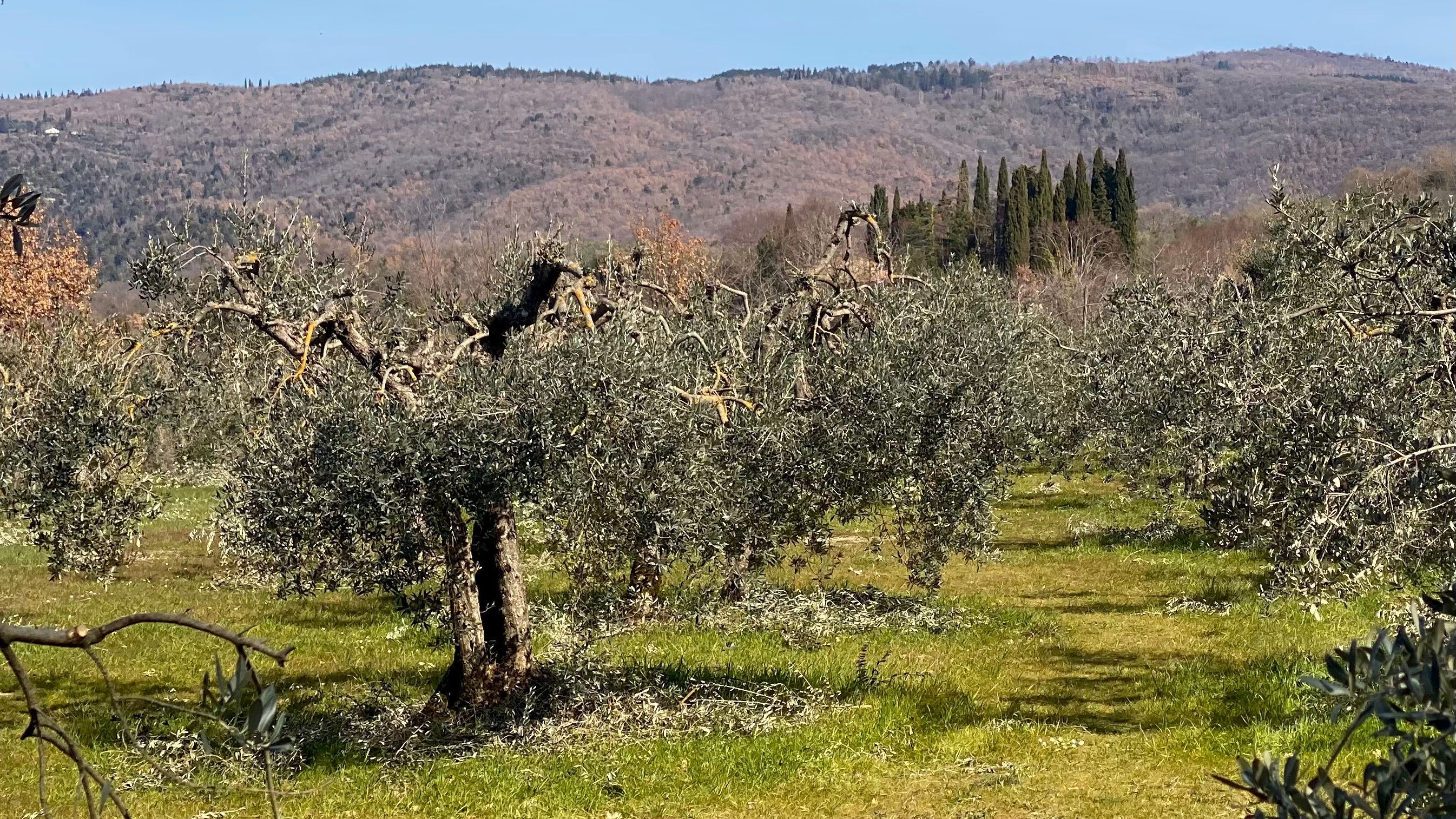 Olivenbäume in der Toskana
