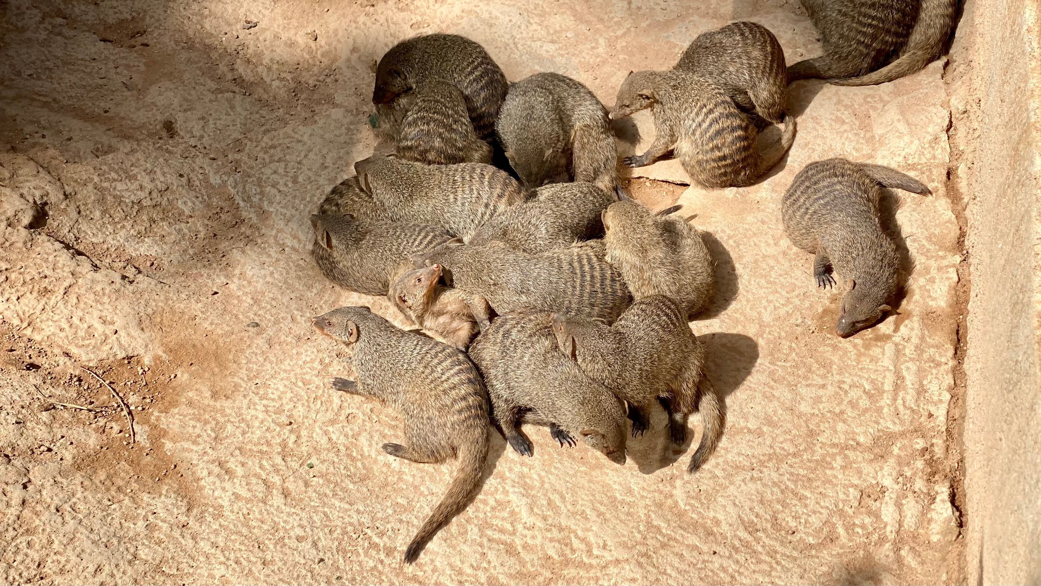 Das sind vermutlich Faultiere