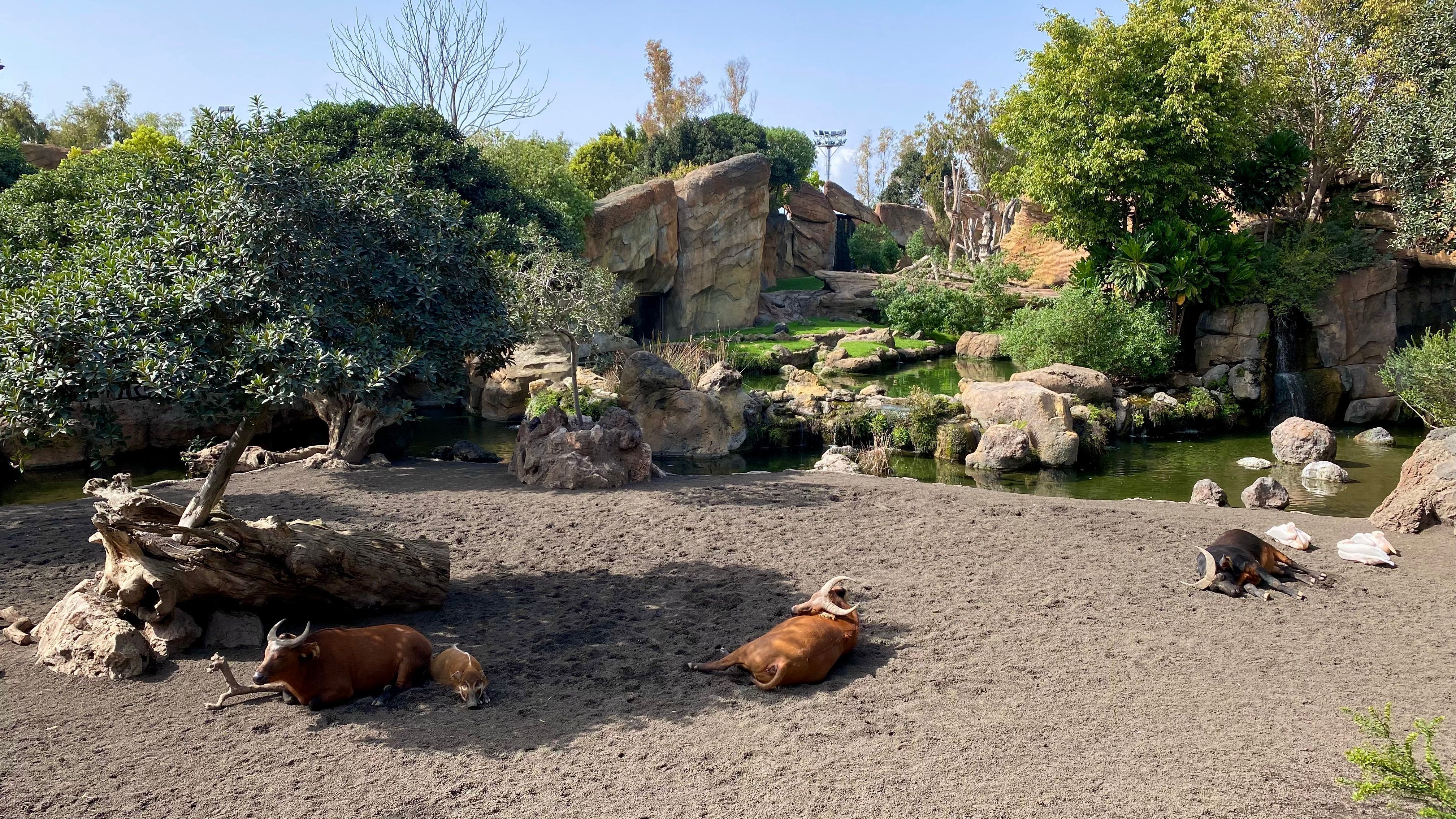 Noch mehr Faultiere!