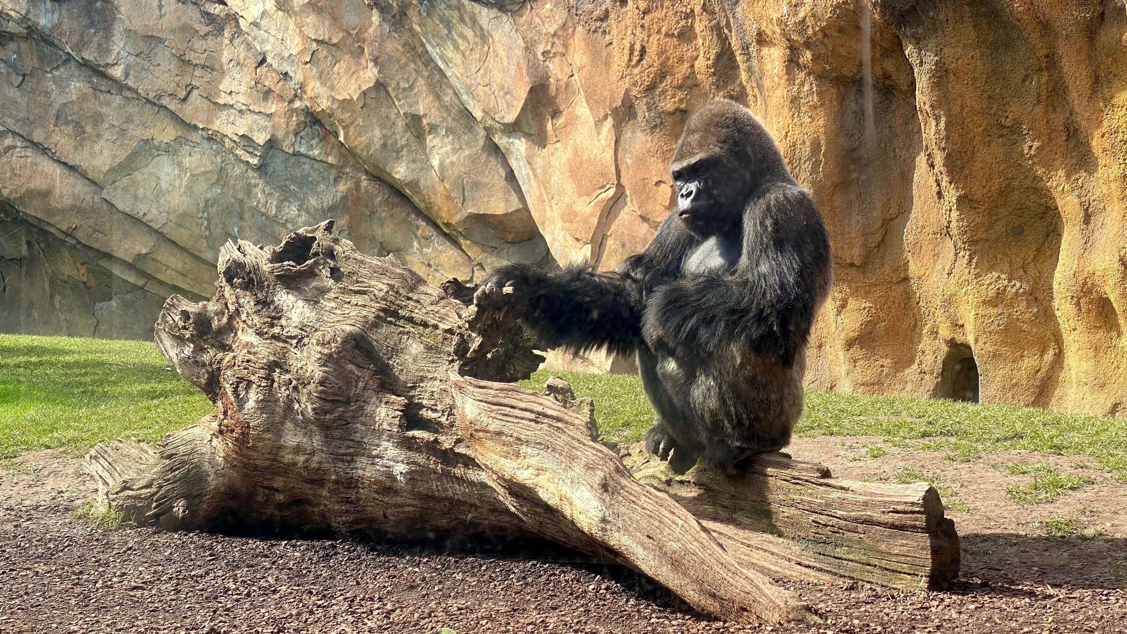 Dem ist ne Laus über die Leber gelaufen