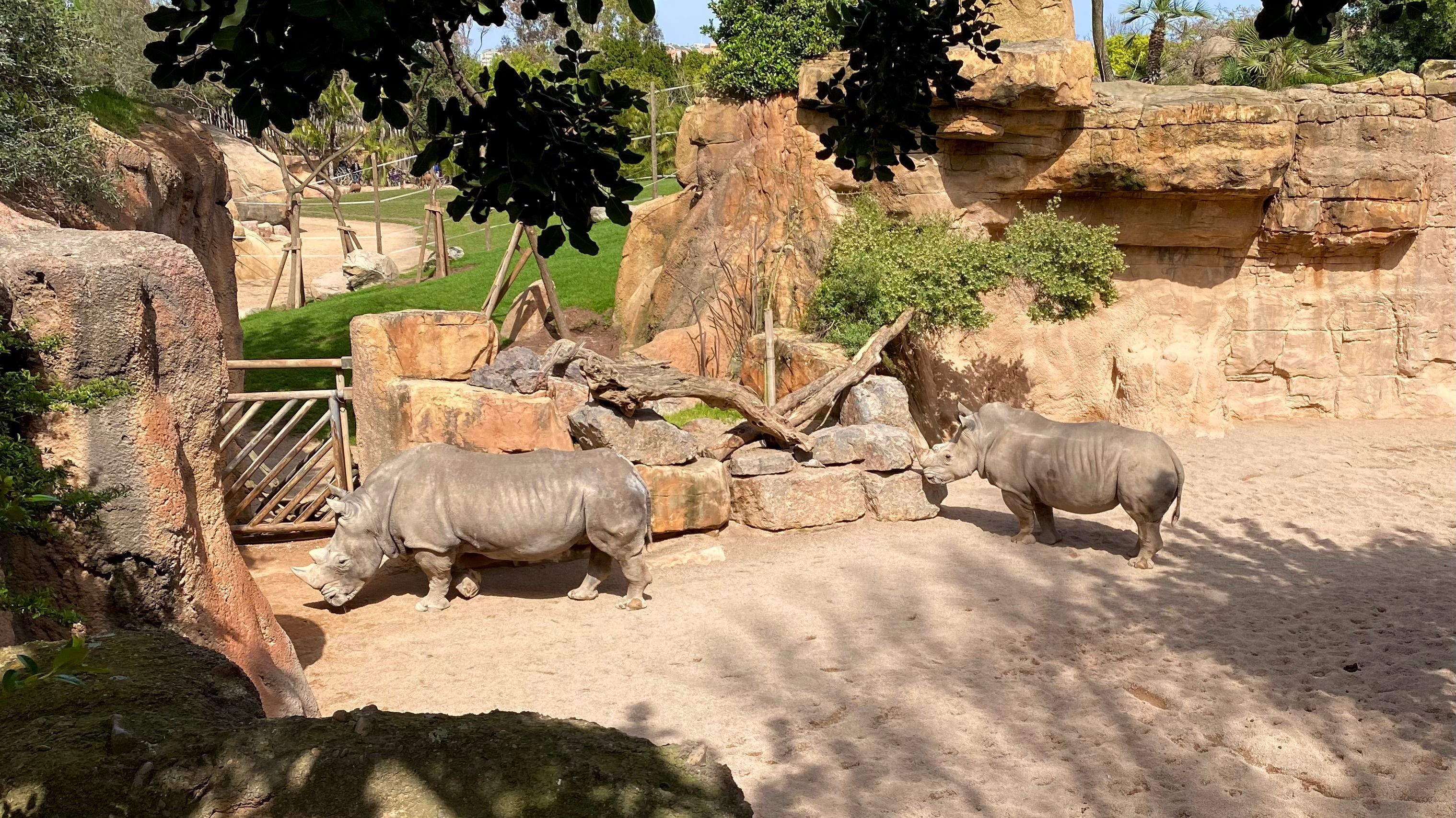 Tiere mit großen Nasen und Hörnern